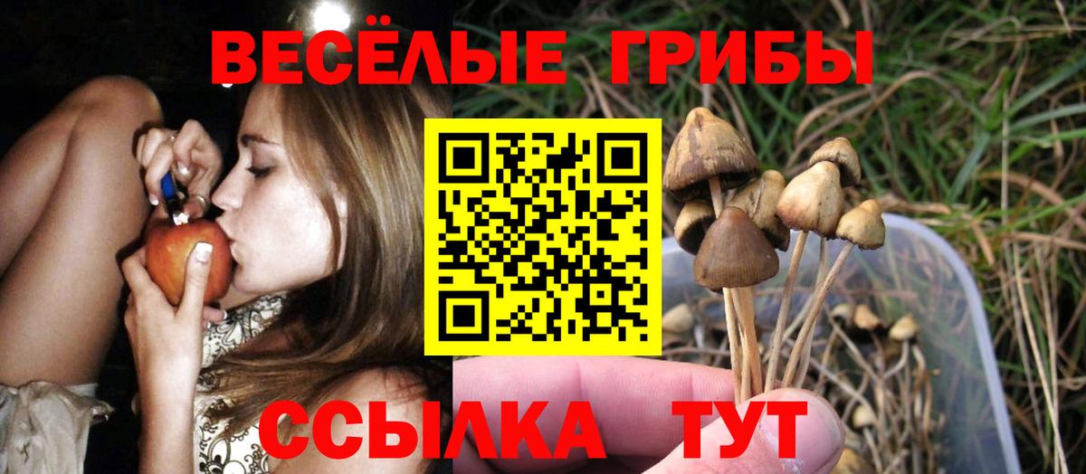 Камень-на-Оби  Галлюциногенные грибы MAGIC MUSHROOMS  Вход с VPN 